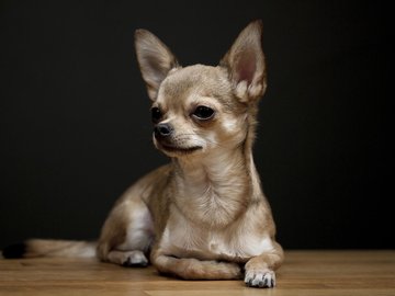 宠物 狗 汪星人 吉娃娃犬