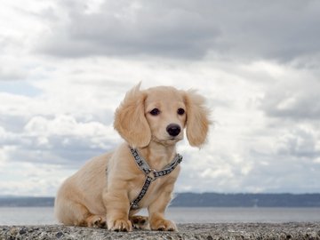 宠物 狗 汪星人 腊肠犬