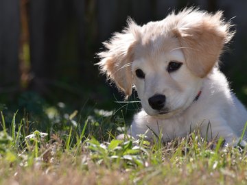 宠物 狗 汪星人 金毛犬