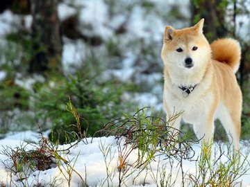 宠物 狗 汪星人 柴犬