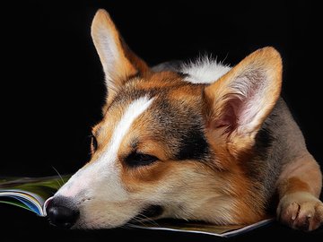 宠物 狗 汪星人 柯基犬