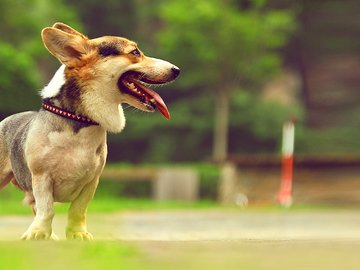 宠物 狗 汪星人 柯基犬