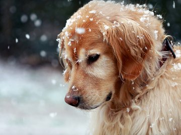 宠物 狗 汪星人 金毛犬