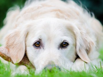 宠物 狗 汪星人 金毛犬