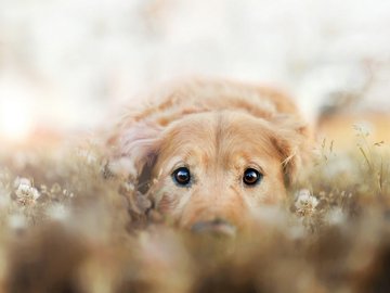 宠物 狗 汪星人 金毛犬