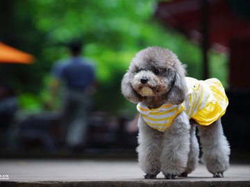 宠物 狗 汪星人 贵宾犬