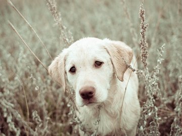 宠物 狗 汪星人 拉布拉多犬