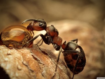 萌宠 昆虫图