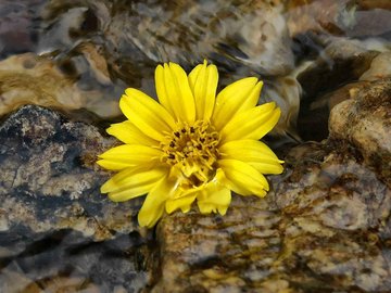 小清新 静物写真 静物 花卉