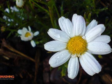 小清新 娇艳欲滴 花卉