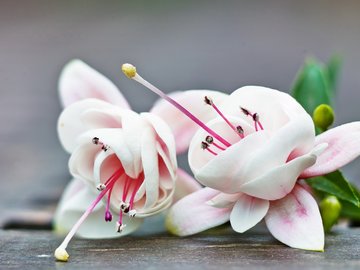 小清新 静物写真 花