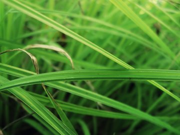 小清新 清新淡雅 绿色 植物