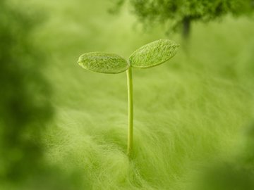 小清新 护眼壁纸 绿色