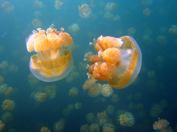 萌宠 海洋生物 水母 可爱