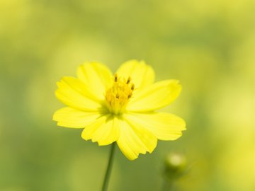 小清新 清新淡雅 花卉