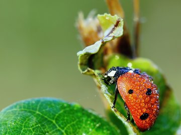 萌宠 七星瓢虫 瓢虫 可爱 宽屏