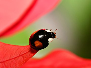 夏日 昆虫 高清 宽屏