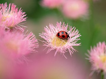 夏日 昆虫 高清 宽屏