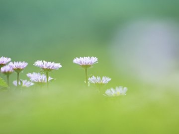 小清新 清新淡雅 淡雅 花卉