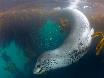 萌宠 鱼 海底世界