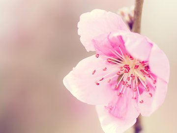 清新 花卉 浪漫