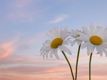 小清新 静物写真 静物 花卉