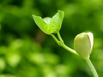 小清新 护眼壁纸 绿色 芽