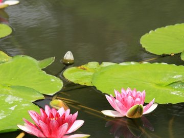 小清新 清新淡雅 花卉