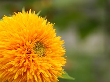 小清新 清新淡雅 淡雅 花卉 向日葵