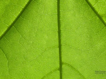 小清新 植物 清爽 儿童桌面专用 护眼壁纸