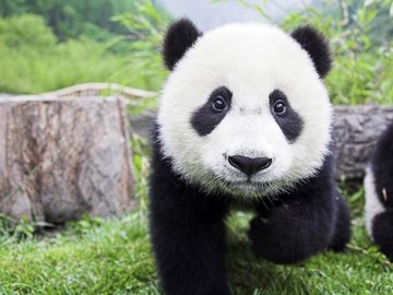 国宝 大熊猫 超萌 可爱