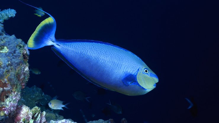 动物 海底世界 海洋生物