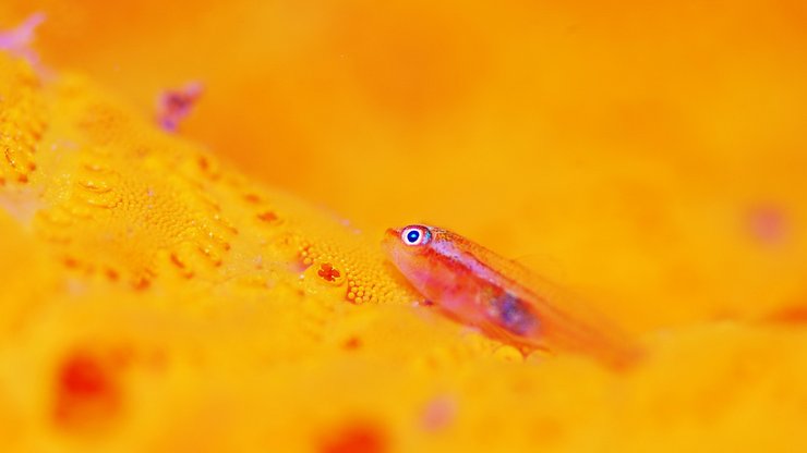 动物 海底世界 海洋生物