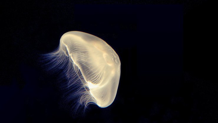 动物 海底世界 海洋生物