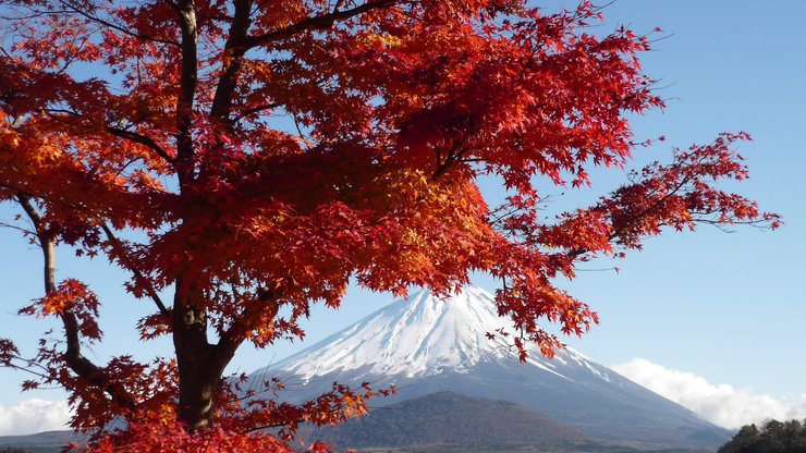 风景 旅游 日本 富士山 秋天 红叶