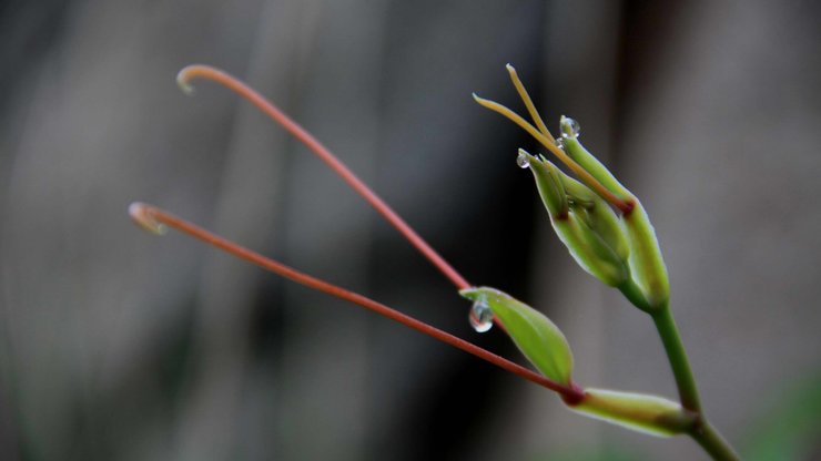 小清新 清新淡雅 花蕾