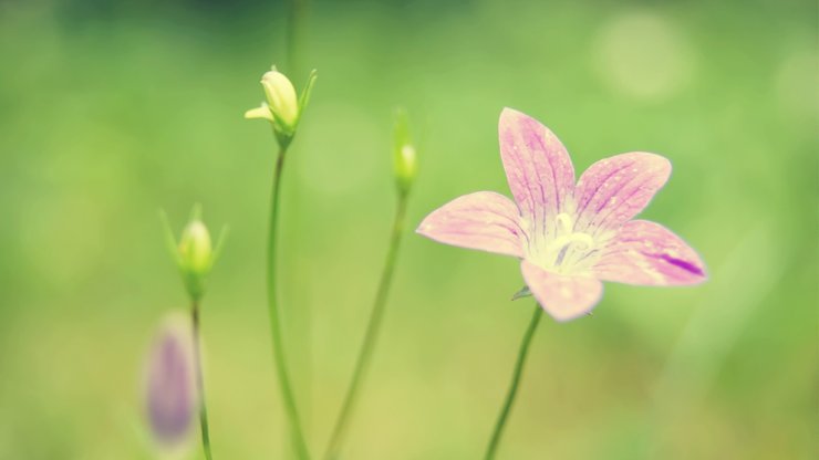 小清新 鸟语花香 花卉