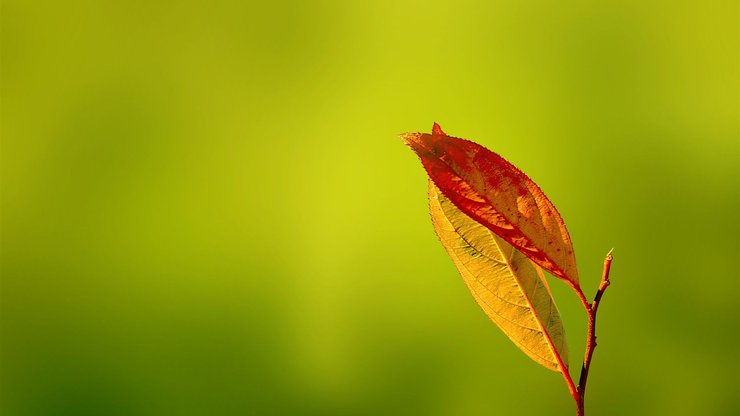 小清新 静物写真 静物 叶子