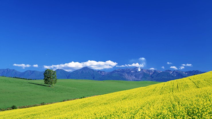 开阔 风景 阳光 大气 风光 碧绿草原