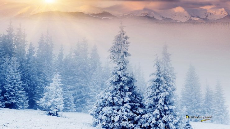 风景 雪景 树林