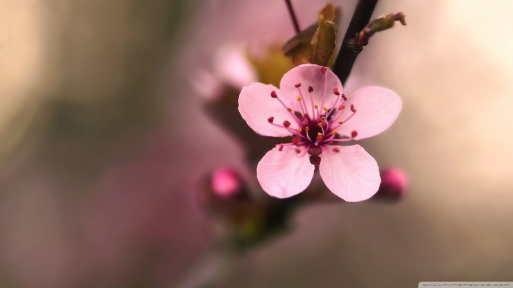 小清新 娇艳欲滴 花