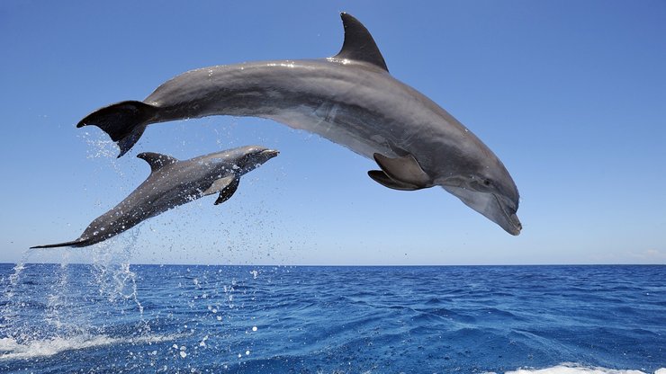 萌宠 动物 海洋生物 海豚