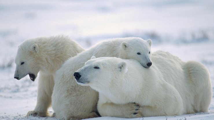 萌宠 动物 可爱 萌物 野生动物 北极熊 极地物种 儿童桌面专用