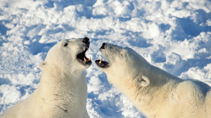 萌宠 动物 可爱 萌物 野生动物 北极熊 雪白色 极地物种 儿童桌面专用