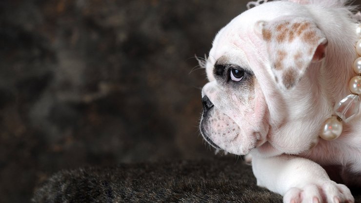 宠物 狗 汪星人 斗牛犬