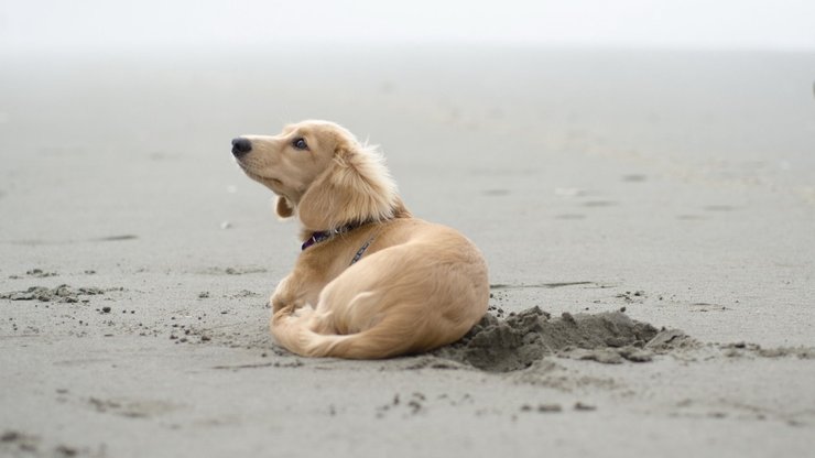 宠物 狗 汪星人 金毛犬