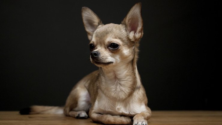 宠物 狗 汪星人 吉娃娃犬