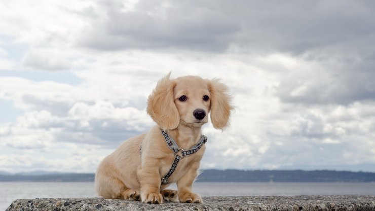 宠物 狗 汪星人 腊肠犬