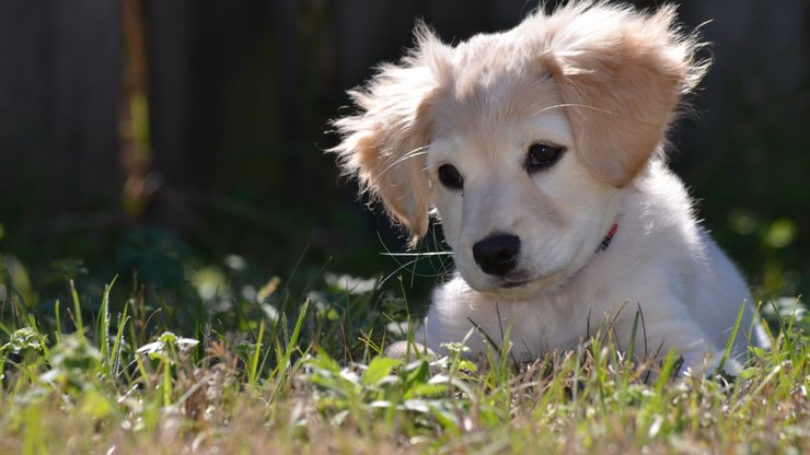 宠物 狗 汪星人 金毛犬