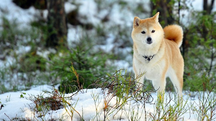 宠物 狗 汪星人 柴犬